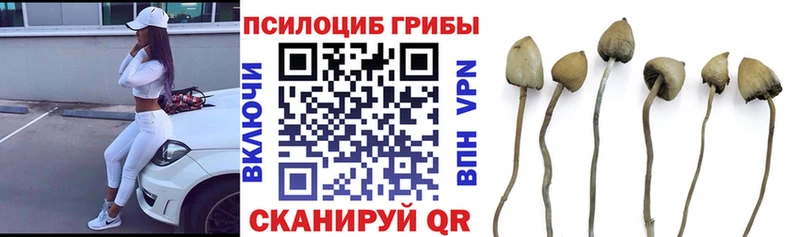 darknet как зайти Череповец Псилоцибиновые грибы GOLDEN TEACHER